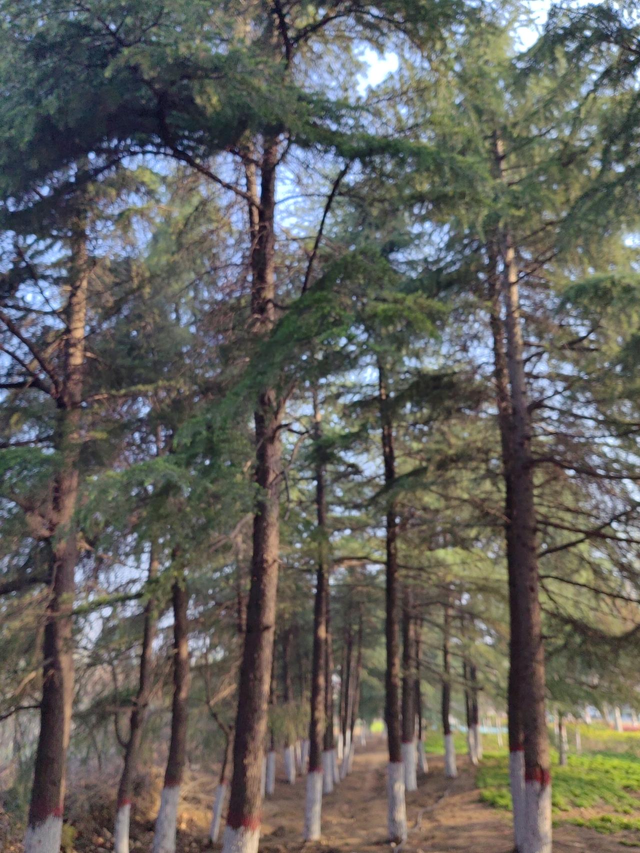 李自成算是英雄还是千古罪人?英雄免强算一个：前期造反有点英雄特色，后来做大了没能