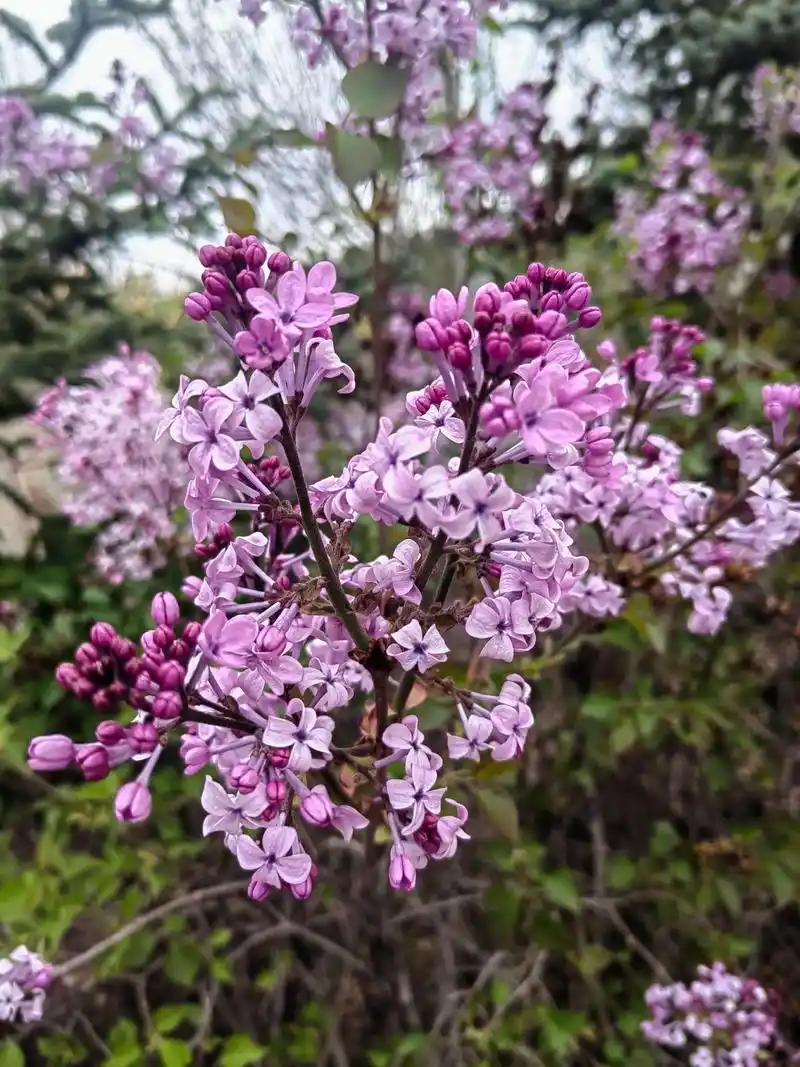 ＃分享今日随笔？
    分享我的今日随笔，恰逢五月初夏，万物繁盛而心境澄明。丁