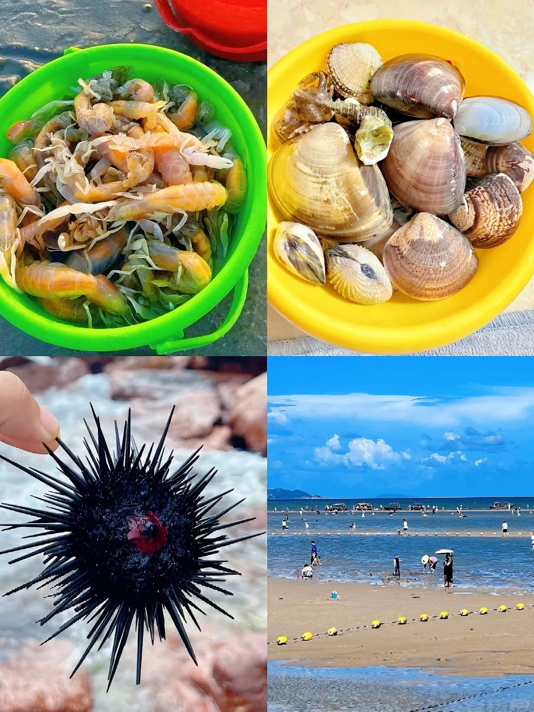 📍深圳赶海好去处｜ 给我狠狠抓住这波巨潮🌊