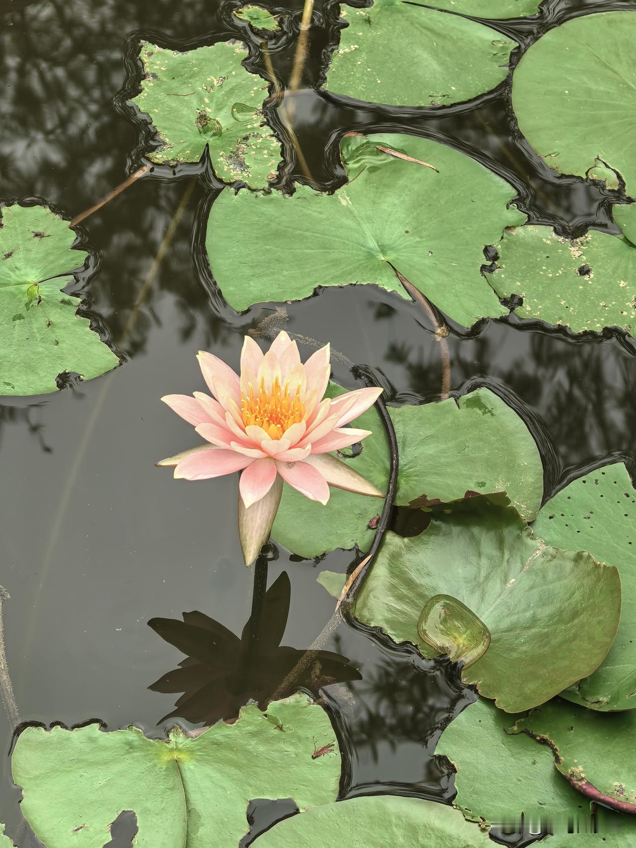 周末的生物岛水墨园，鸟语花香[玫瑰]