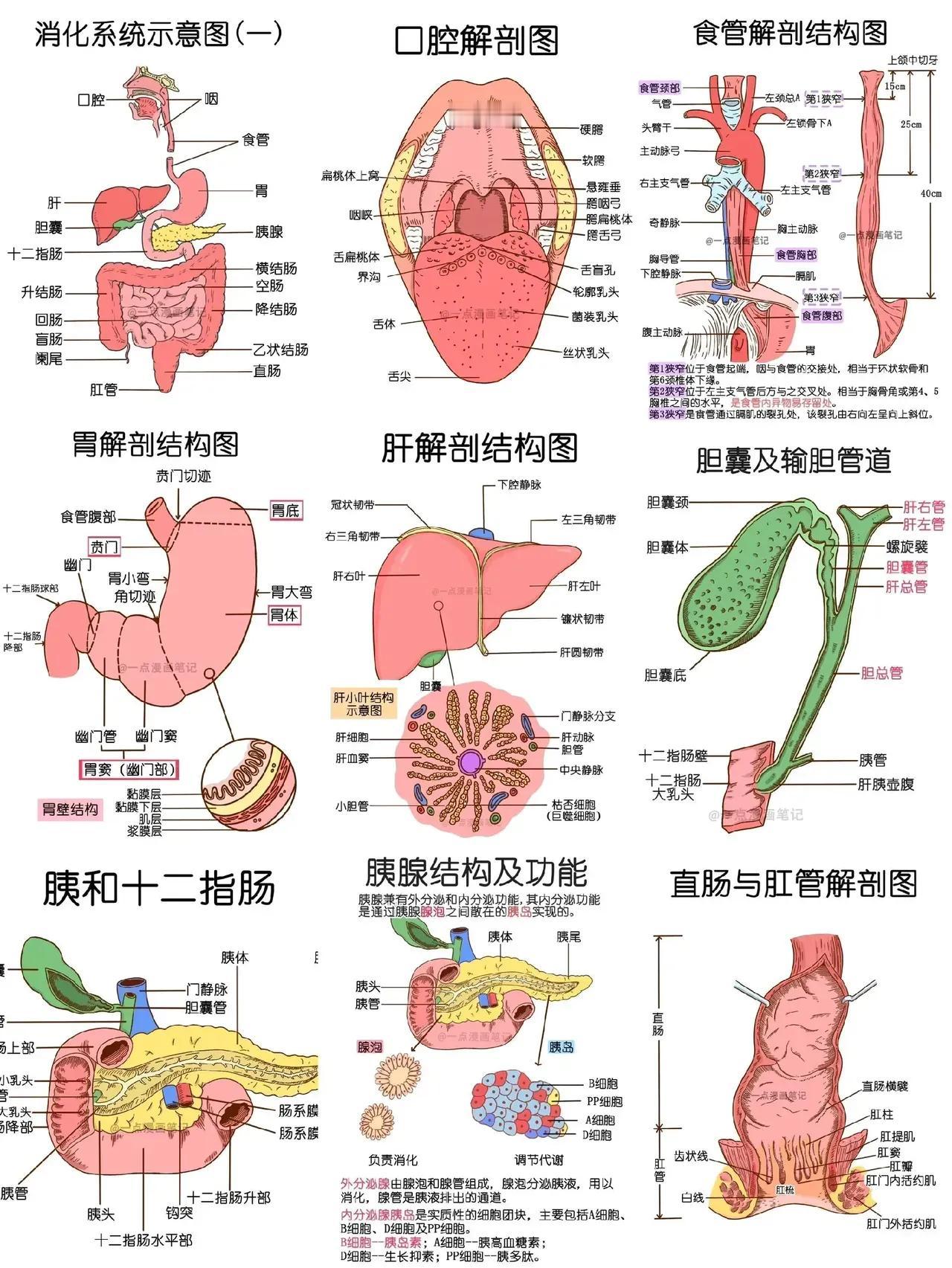 你是否对人体的消化系统充满好奇？今天，我将带你走进神秘的人体世界，一起探索消化系