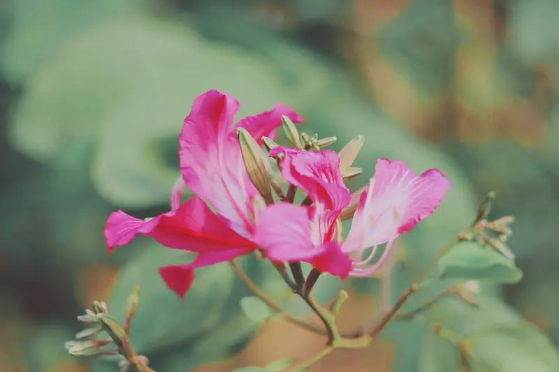 “花开有时，平安无期”这句话太有韵味了。花开花落遵循着自然规律，就像人生有起有伏