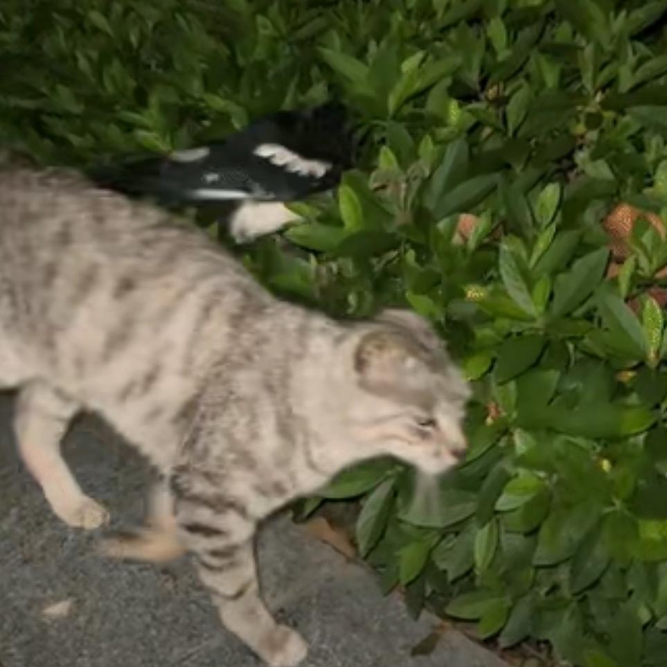 笑不活了！安徽男子喊猫咪回家，半路竟被小鸟“碰瓷”，猫咪当场霸气反击
 
笑不活