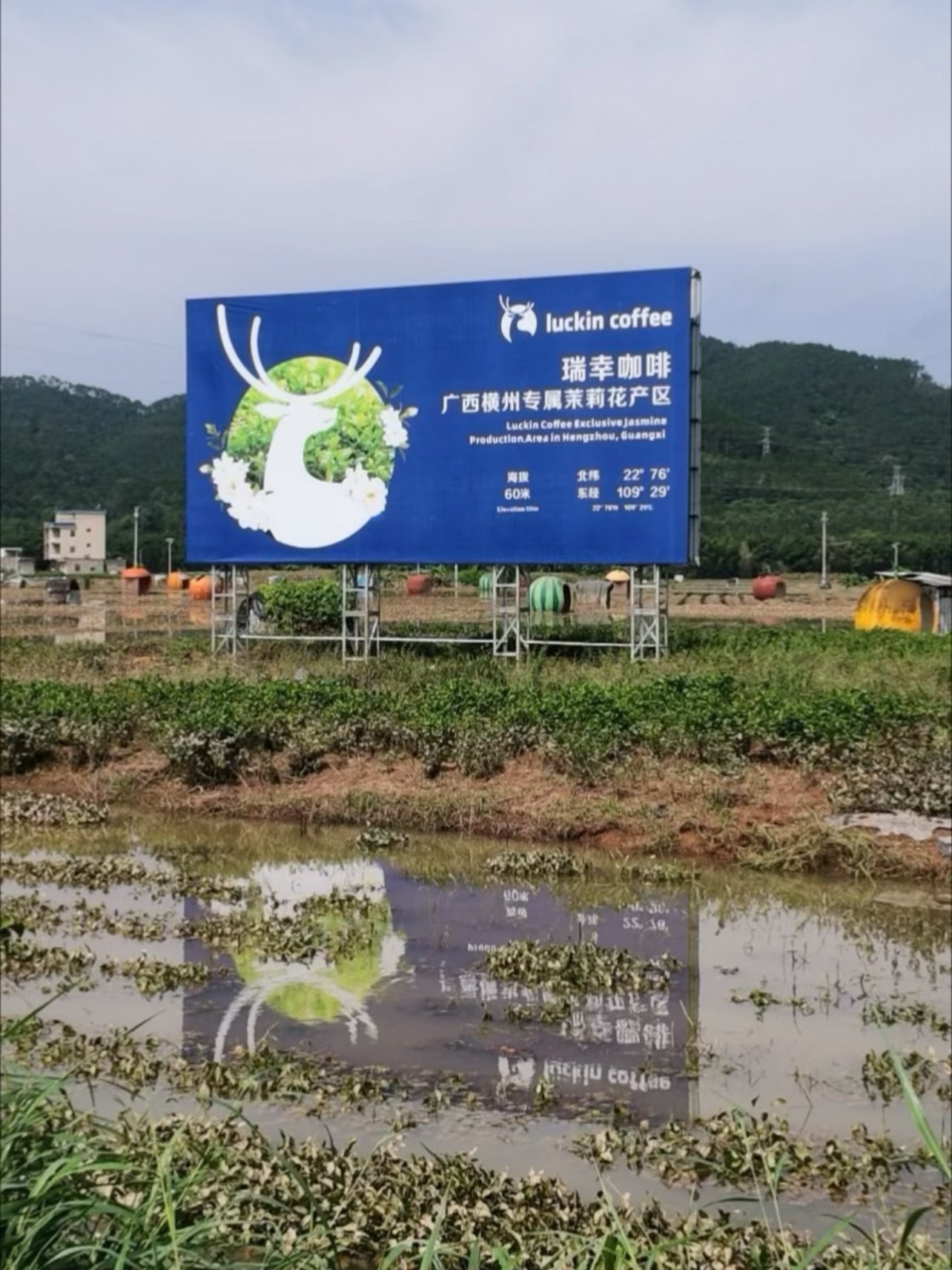 洪水渐退广西花农下田清洗茉莉花我关注了一个种茉莉花的博主，她家在广西横州有二十几