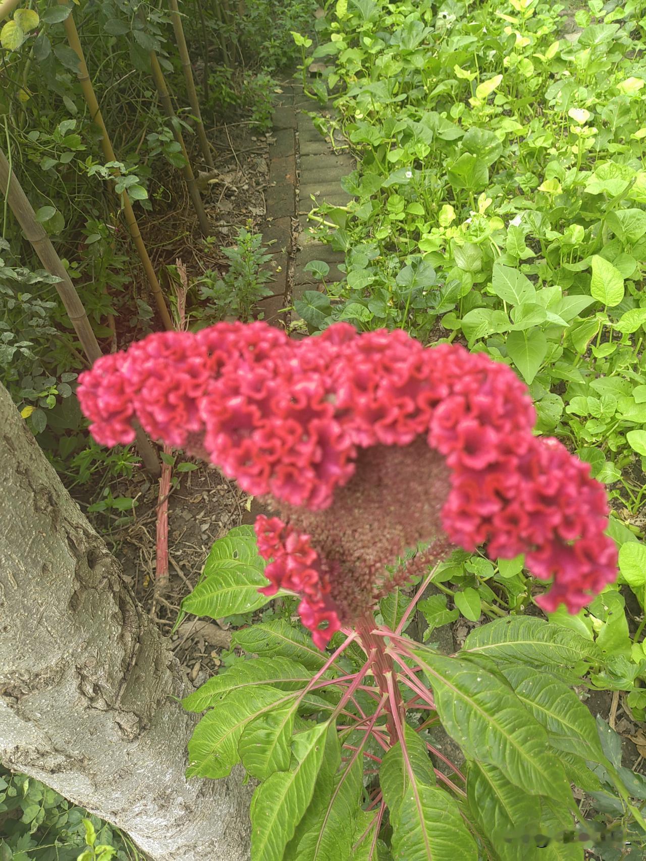 惊艳的红色花朵，在绿意盎然中绽放！