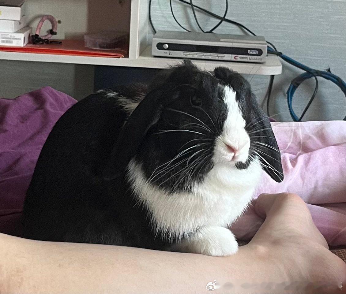 13816🐇【】兔脚在上原则？何时有的 
