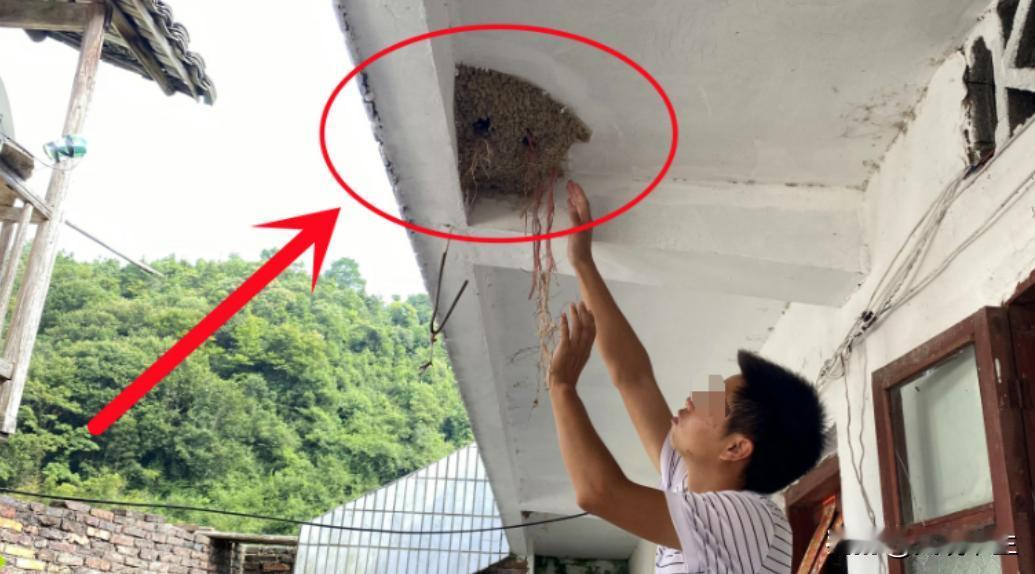每当春天来临，燕子总会在人们的房檐上开始筑巢，奇怪的是它们筑巢的地方都会选择人们