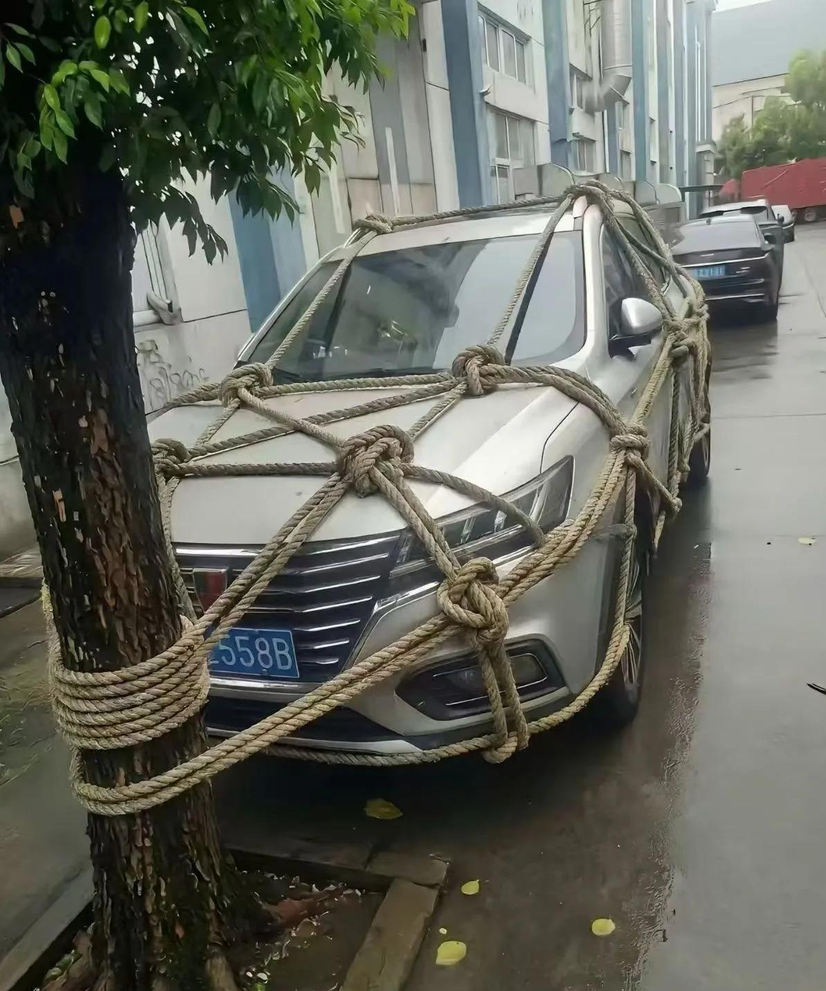 温州车主用拇指粗的麻绳，把车绑在路边的景观树上。
去年同一条街，三棵腰粗的香樟连