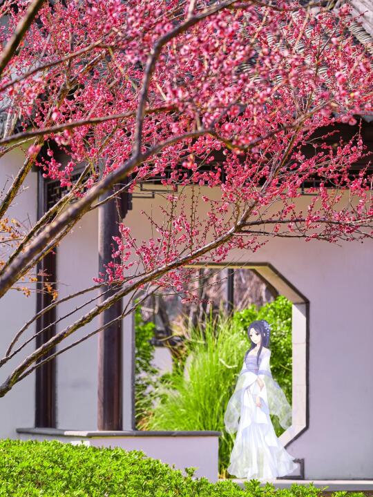 2.18苏州秋香园梅花实拍❗️花美人少快冲