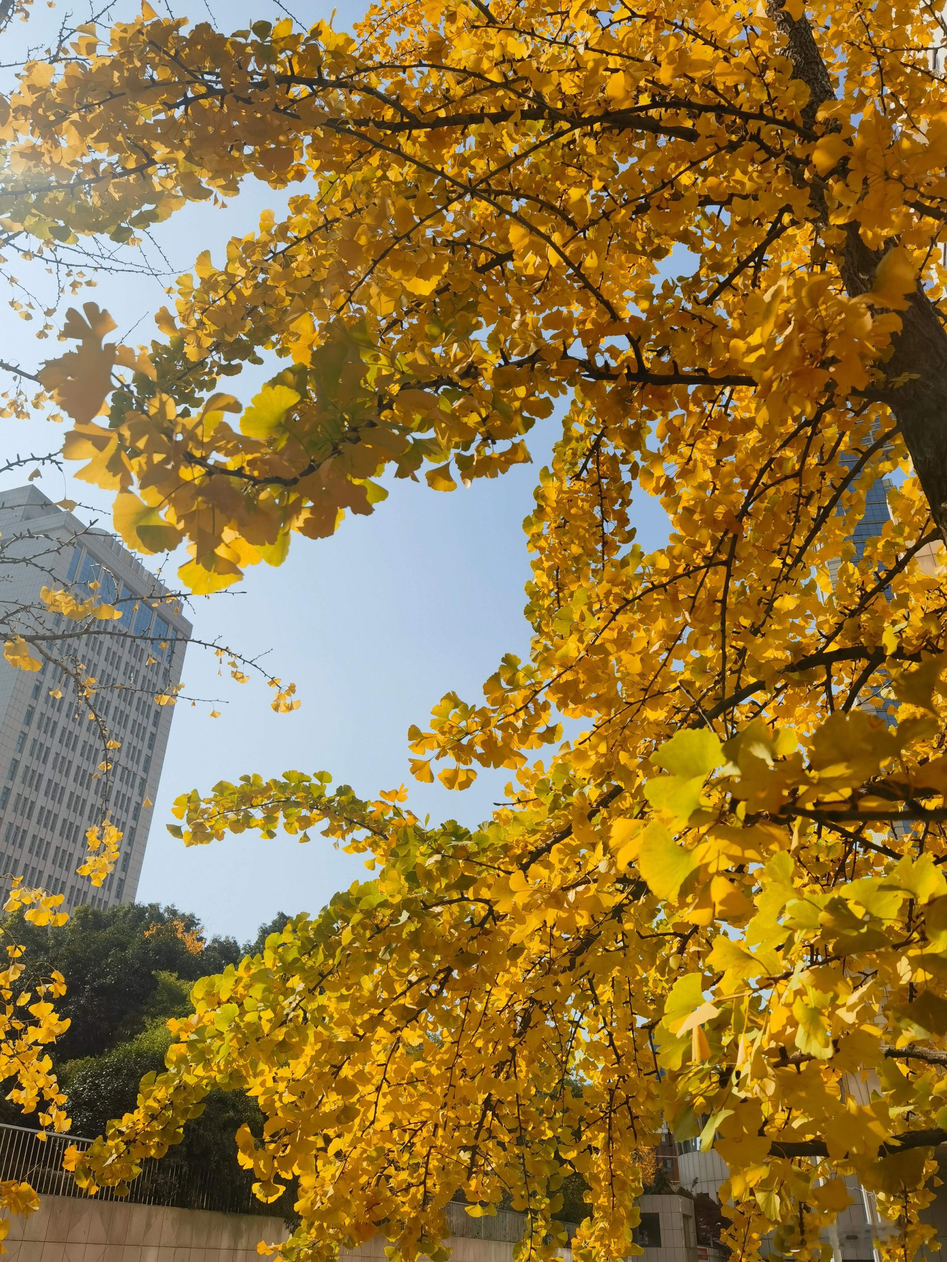 世事沧桑最近一次回乡，是因为伯父去世。虽然冬天气晴朗，却挡不住初冬早晚空气里的清