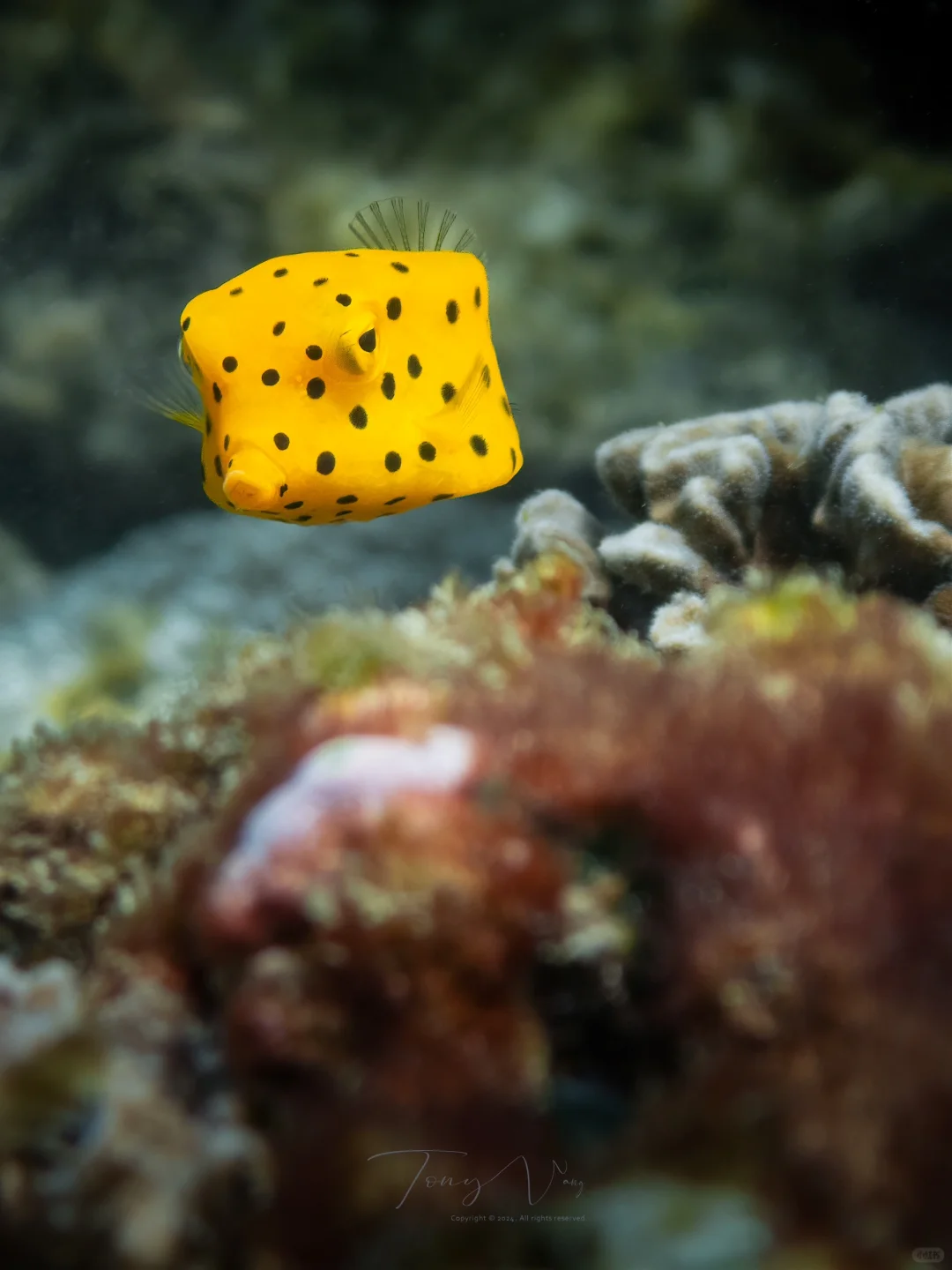 潜入三亚海底，偶遇玩具一样的小箱鲀🐟