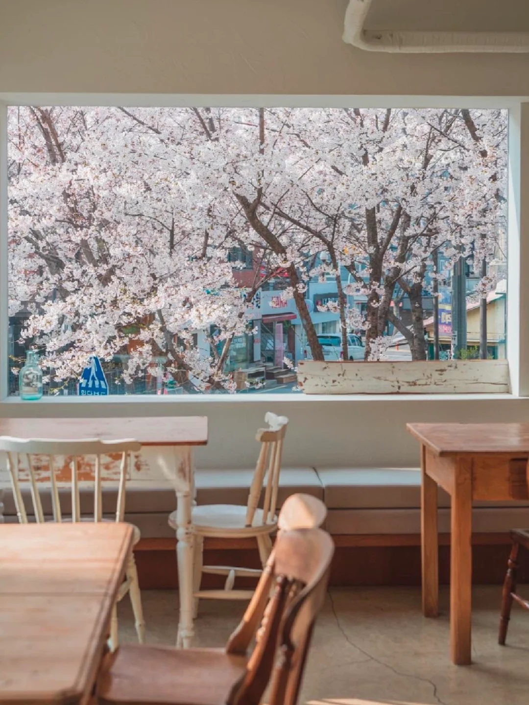 首尔周边🌸这扇樱花窗景咖啡店太浪漫了吧！