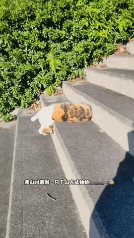 猫咪发明了新的下山方式，我看人类也可以学学