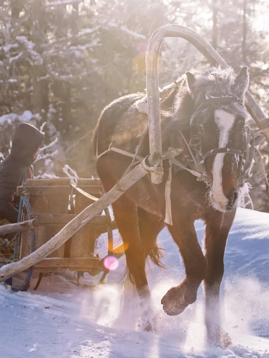 飞向天空，洒满脸的雪海，尽情徜徉冰雪世界