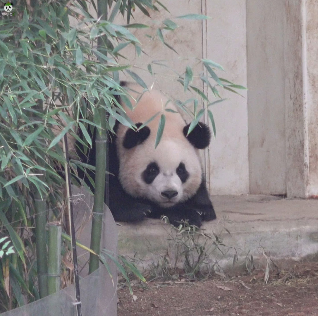 在门口等着妈妈的睿睿～🐼（fubao0123486） 