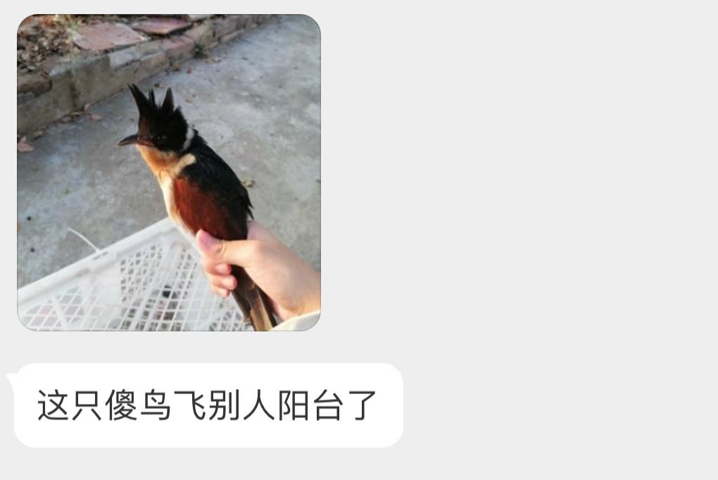#鸟粉投稿# 把握良鸡环节头顶有一撮毛毛的【红翅凤头鹃】让它回归大自然吧～ ​​