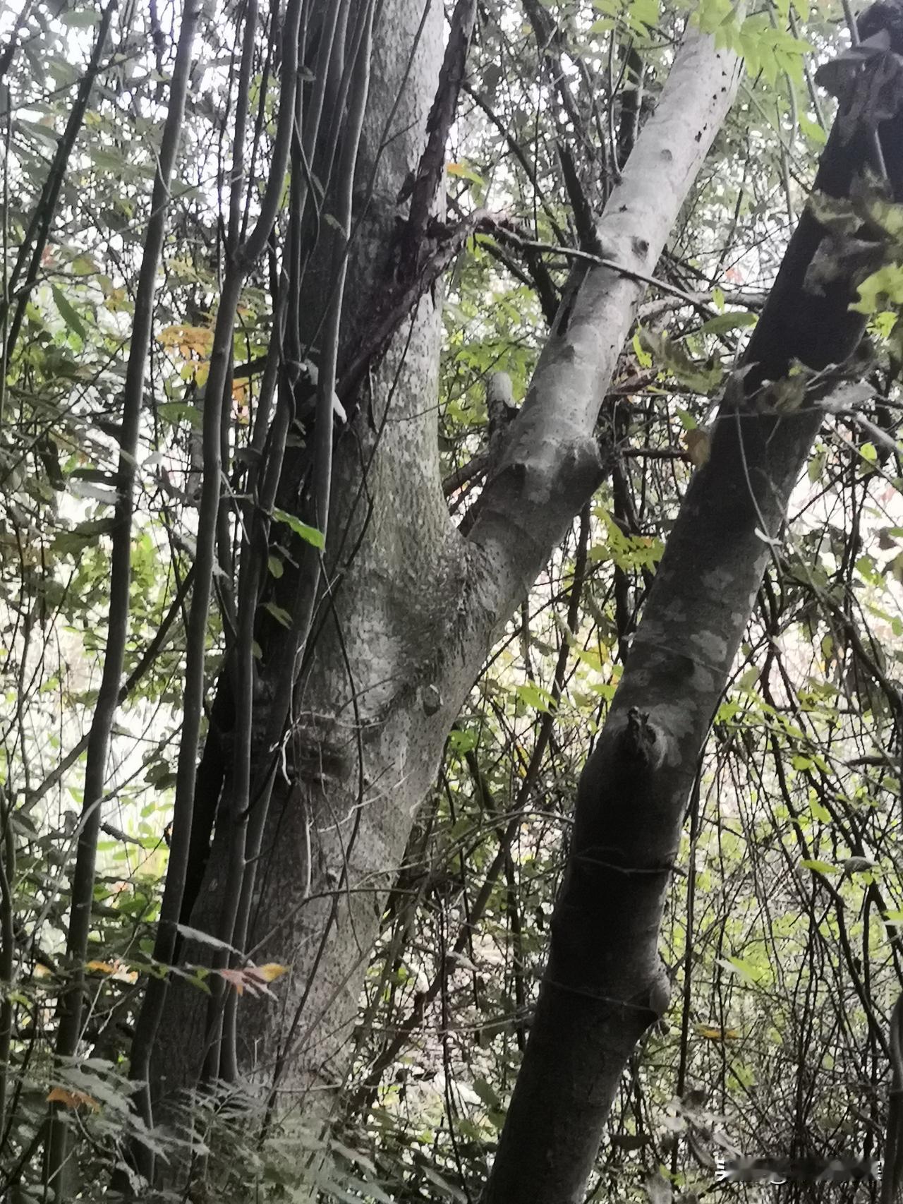 2025年12月22日，在家乡中江县冯店镇农村里面，看见这根树木真是奇怪，但又好