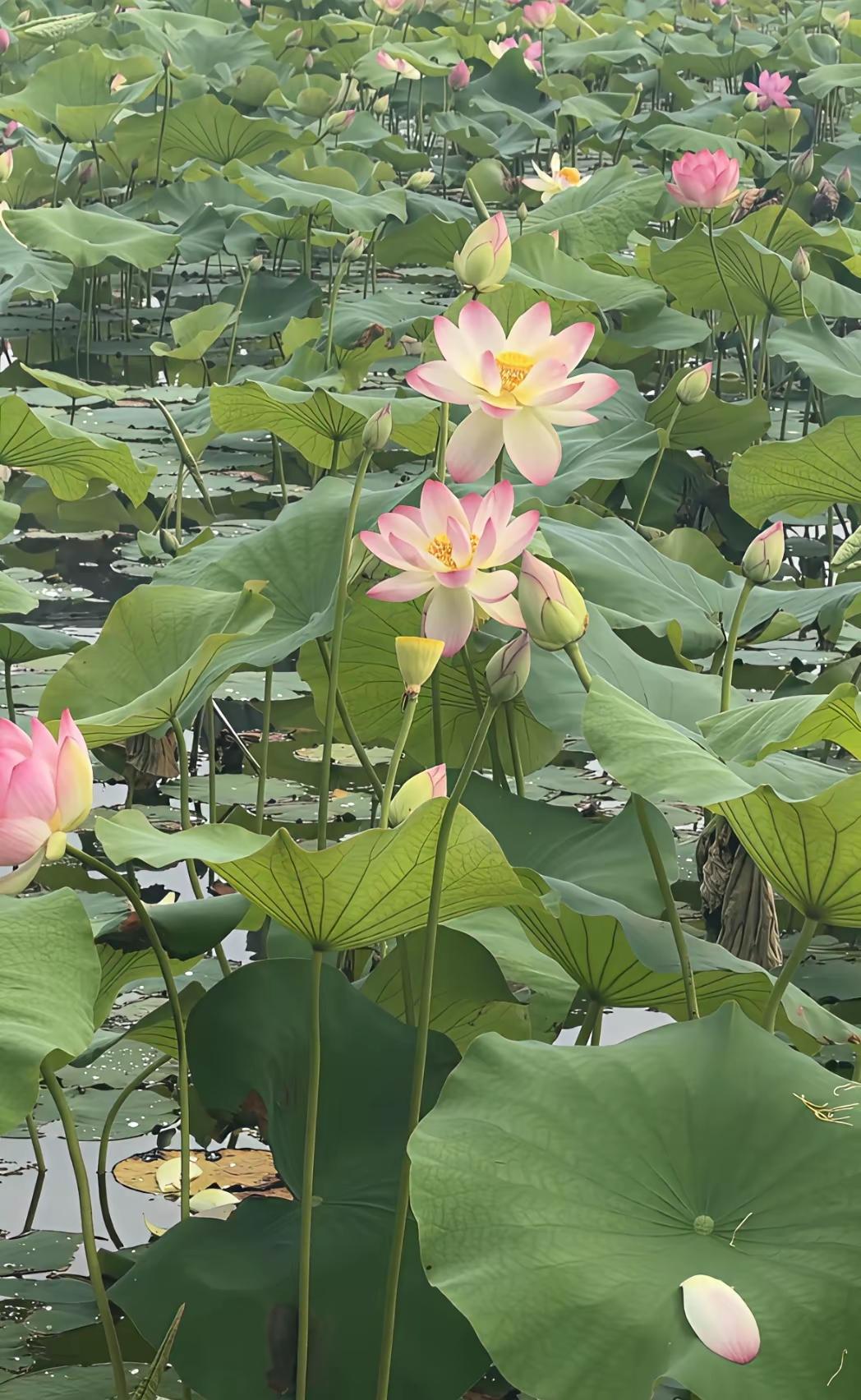 夏日的花花🌸🌸草草🌿🌿简直是大自然的馈赠！

合肥东部新中心青年创意田园