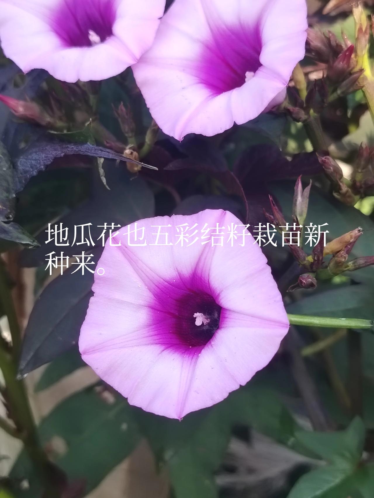 大家有见过红薯开花的吗