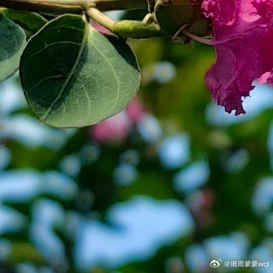 宁愿做一朵篱下的🌸野花，不愿做一朵受恩惠的蔷薇 