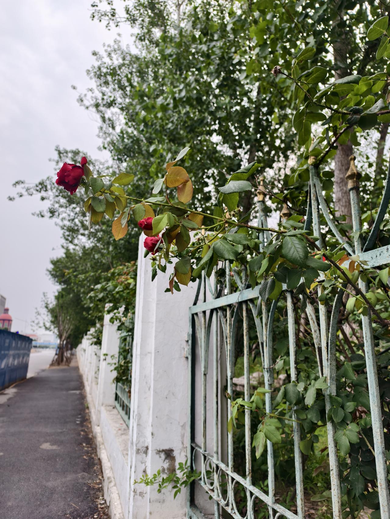 一支红杏出墙来，万绿丛中一点红。
