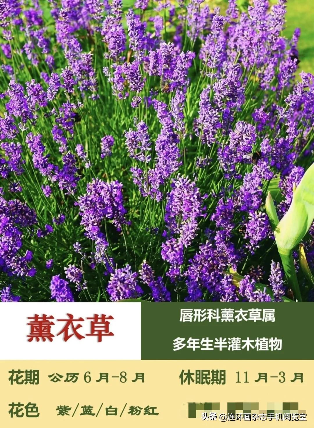 《园林植物草花图册》拾页03〔贵阳扎佐活禽批发市场随拍〕