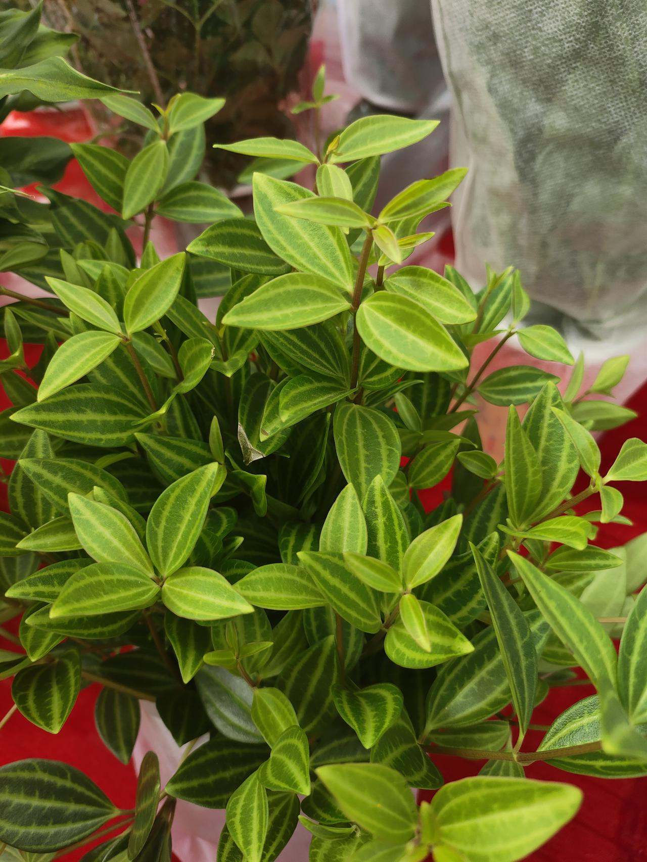 半生悟透：别为自私的人，消耗你的真心
 
人活到半生，走过了弯路，见识了人心，才