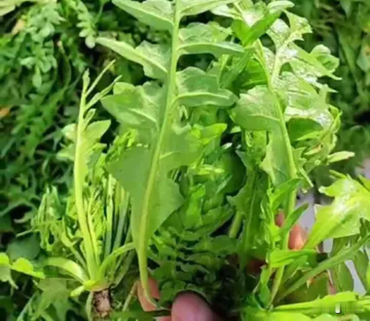 越冻越好吃的荠菜，现在播种来得及吗？
霜降一过，不少青菜慢慢罢园，正是种大叶荠菜