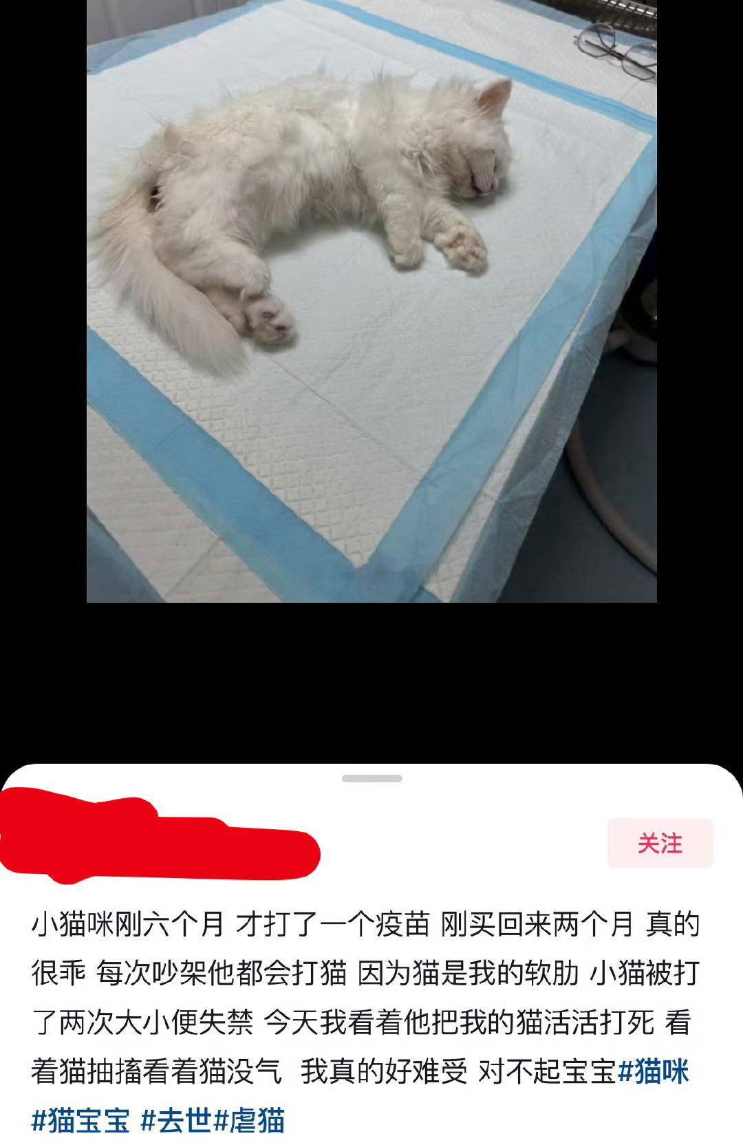 猫不是你们恋爱的牺牲品[可爱] ​​​