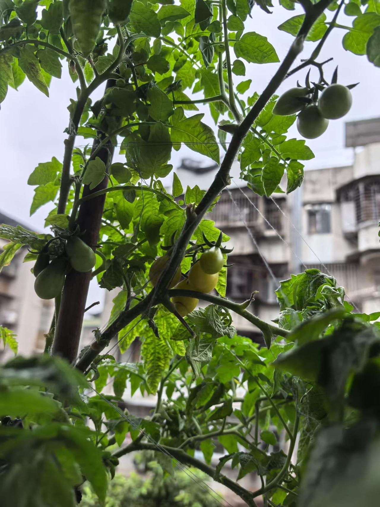 心心念念的红彤彤的，可能感应到我的心思。
一早终于红了一颗，倍感有面子。
终于可