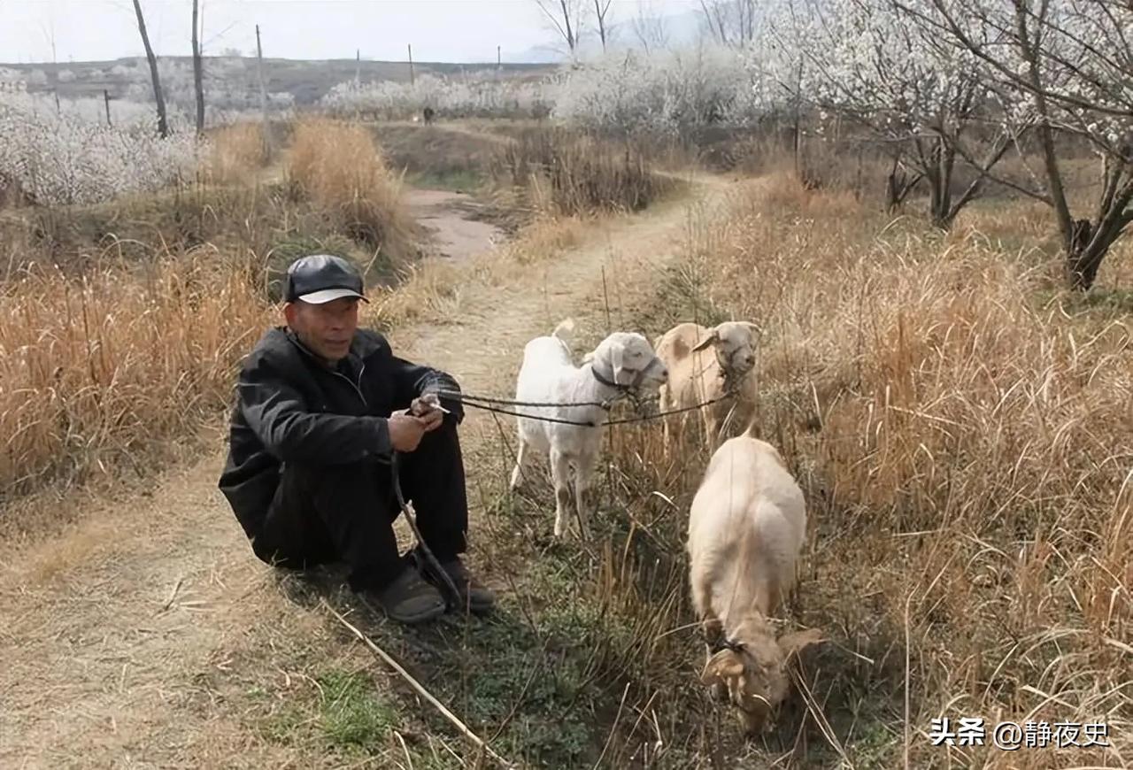 穷人惹祸政府赔？一场清明祭祀引发的山火事件，如何撕开基层治理的伤疤？

黄土高原
