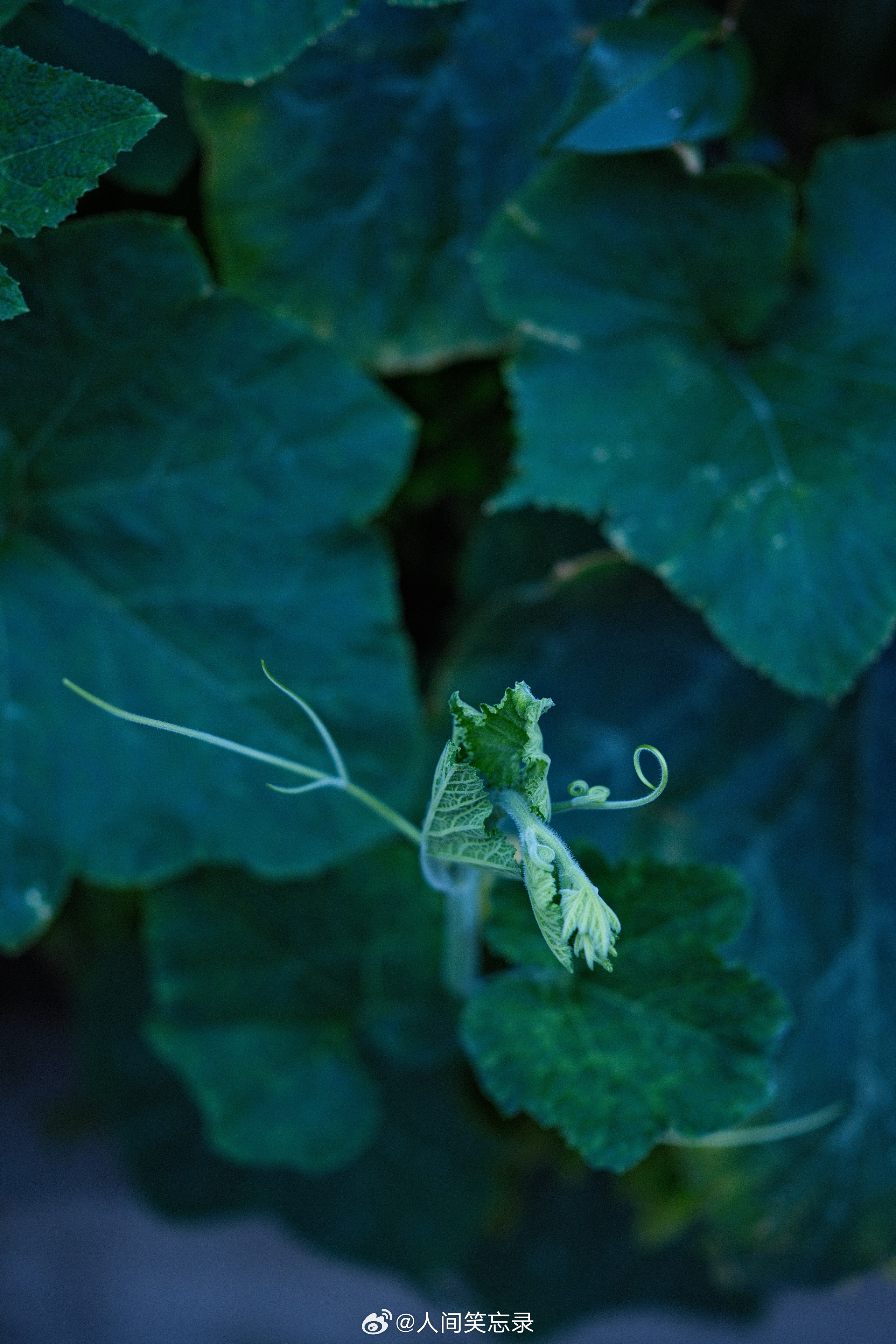 曲线，生长，成长。关于一棵南瓜的审美。🎃植物 宝藏摄影博主推荐计划