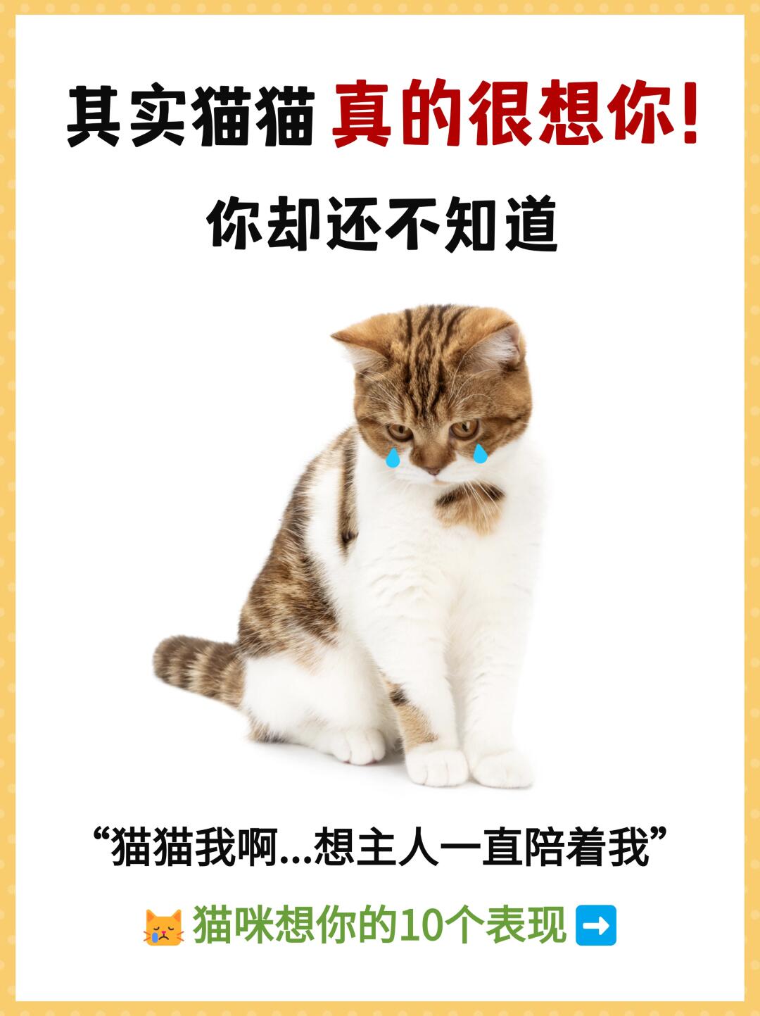 猫：我想你一定很忙，所以只看前三个字就好