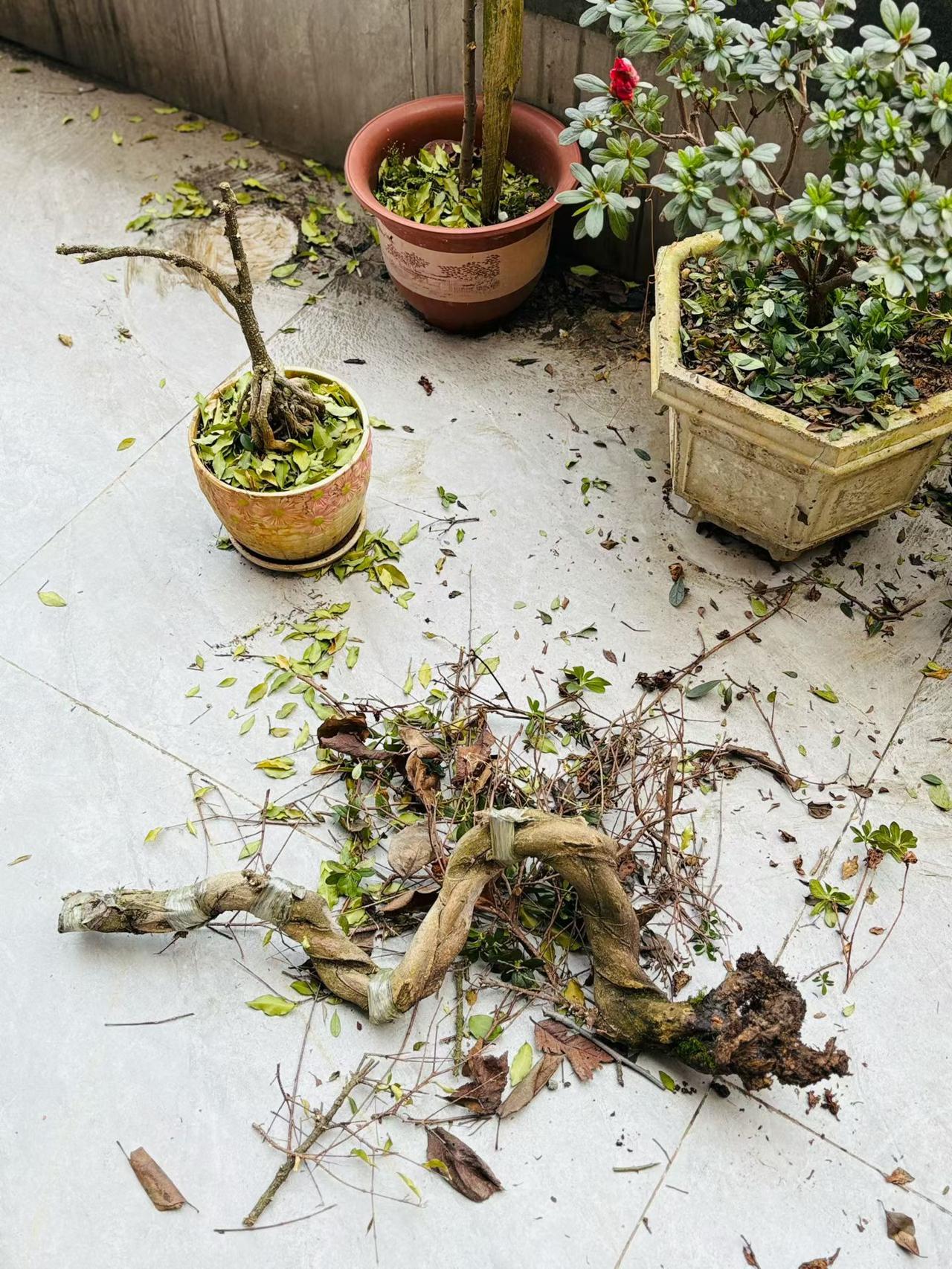 今年冬天的不同清理小花园的枯枝败叶！