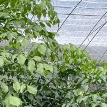 ‎种植 🌿富贵树的种植方法和注意事项一、土壤要求大家可以选择用粗砂、蛭石、腐殖