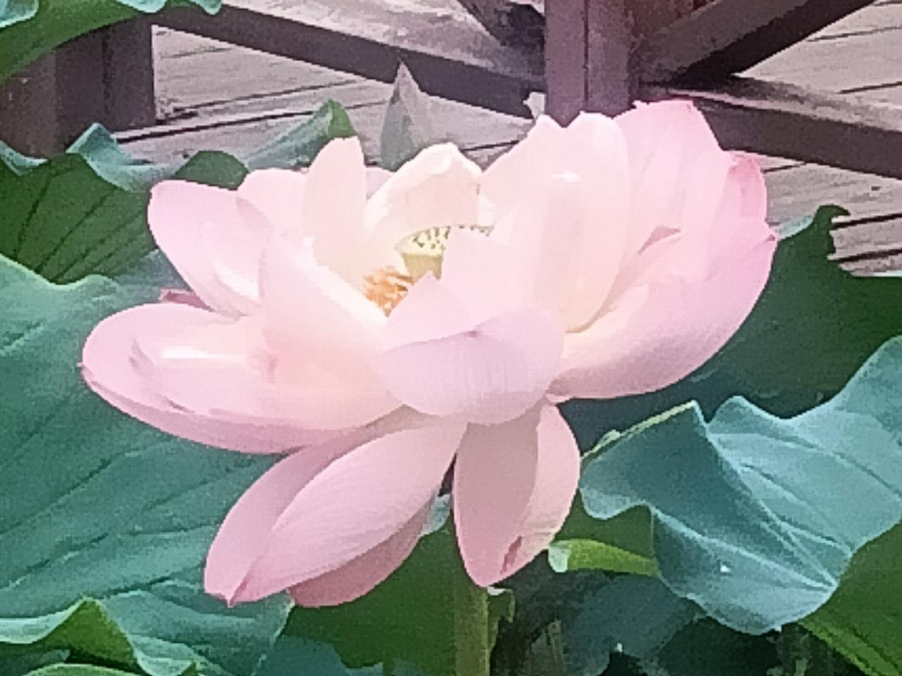 满池荷花
藏头诗
文/李兴伟
满池荷花溢清香，
池水清碧花开放。
荷花池里鱼游荡