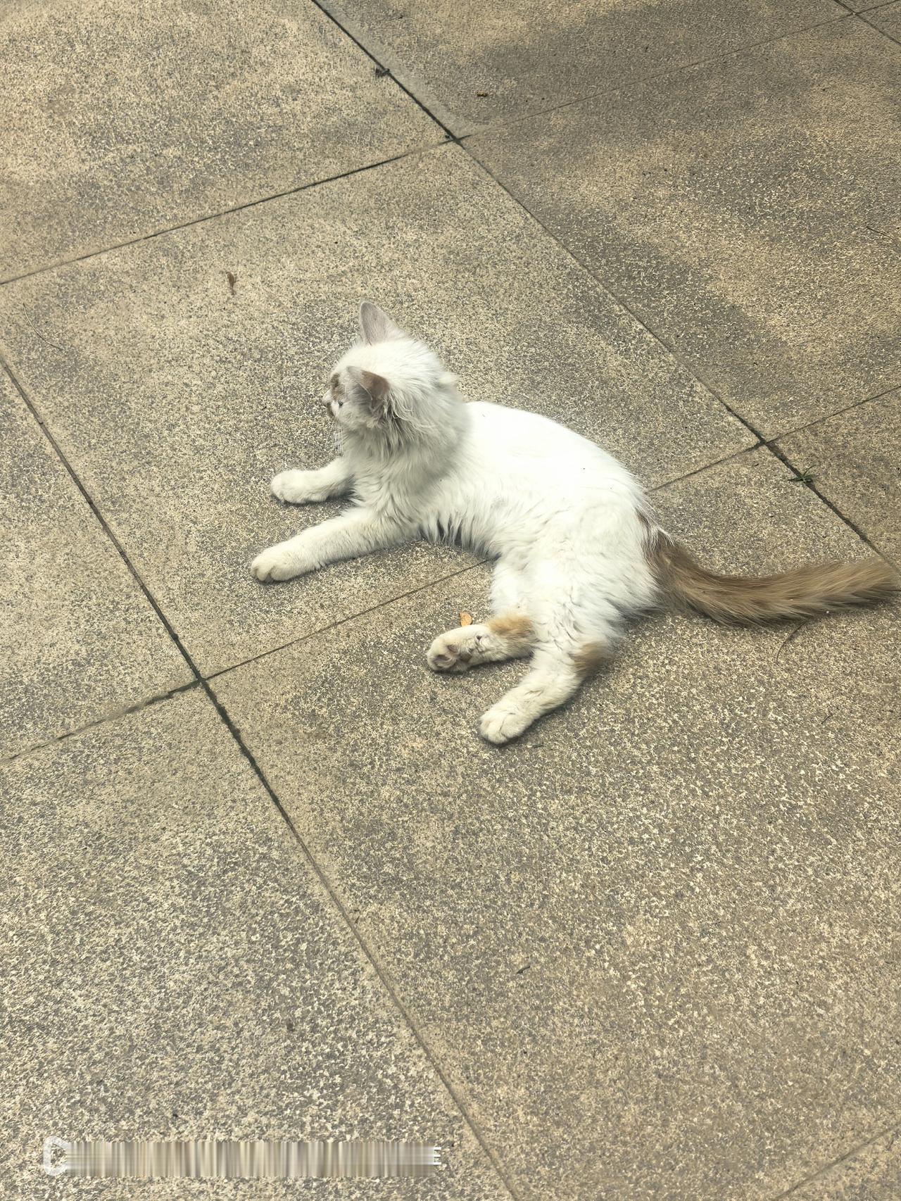 现在的流浪猫根本就不怕人，还哪人多专门往哪儿溜达。

早晨，和爱人在小区的小广场