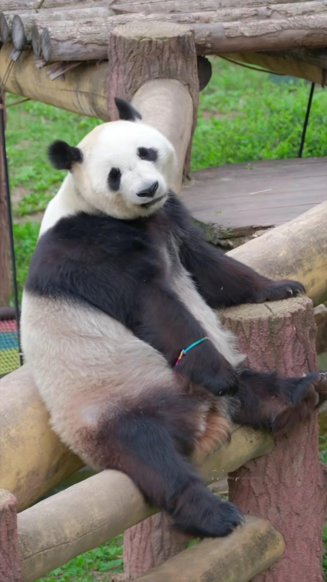 发发戴五彩绳。怎么这么乖，都没甩掉 