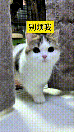 看到这个视频，瞅瞅这小三花猫也太中了！小灰猫搁后边儿咋招惹它，人家都不带回头的，