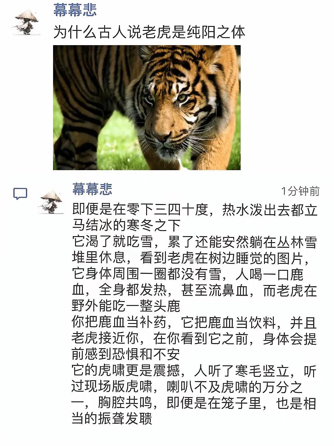 为什么说老虎🐅是纯阳之体？