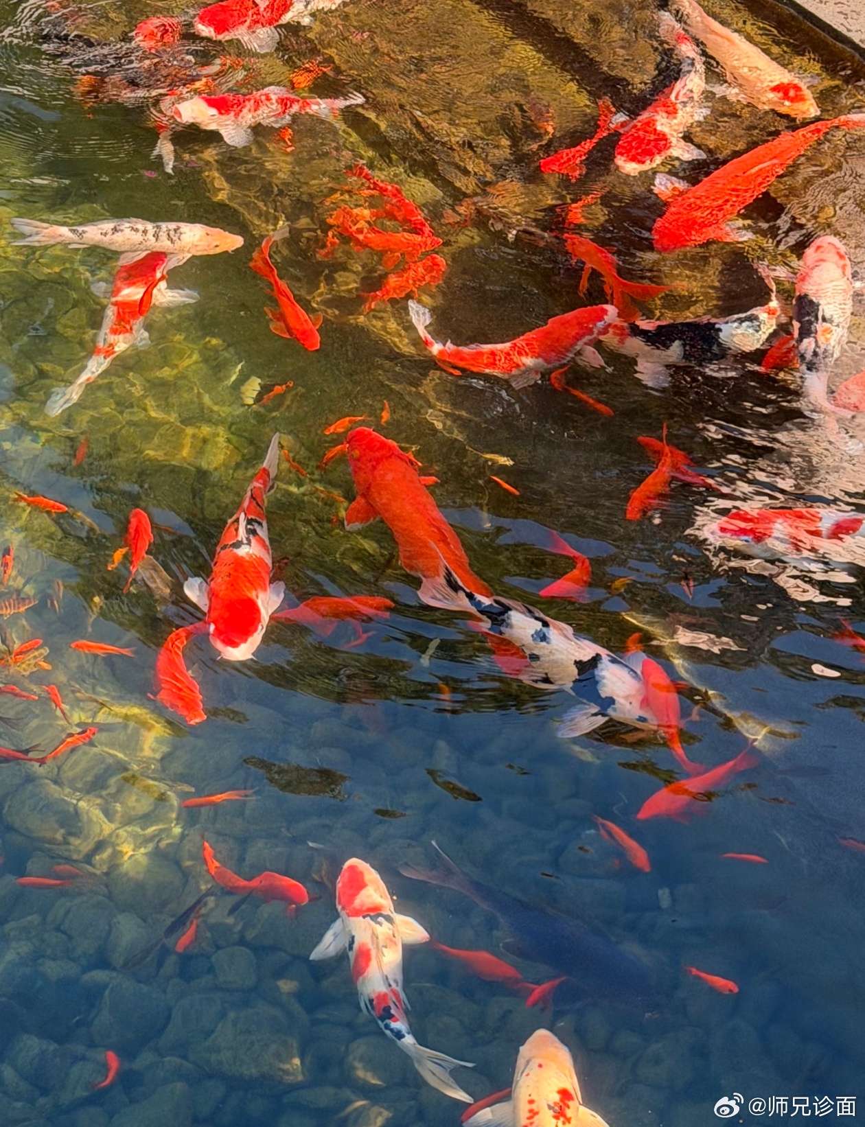 金灿灿的锦鲤池，充盈着一满屏的幸运，也只有幸运的人能看到这张图。点赞，获幸运，让