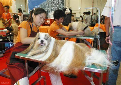 一位社会学教授曾锐评说：本质上宠物经济就是堕落经济，是个毒瘤，其危害远大于鸦片和