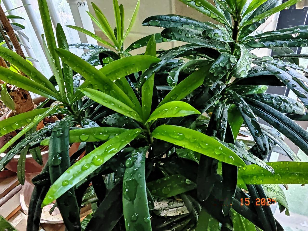 我家阳台纯南，楼层也不低，但却种不成花，只能养些观叶的绿植，因为光照时间不够，和