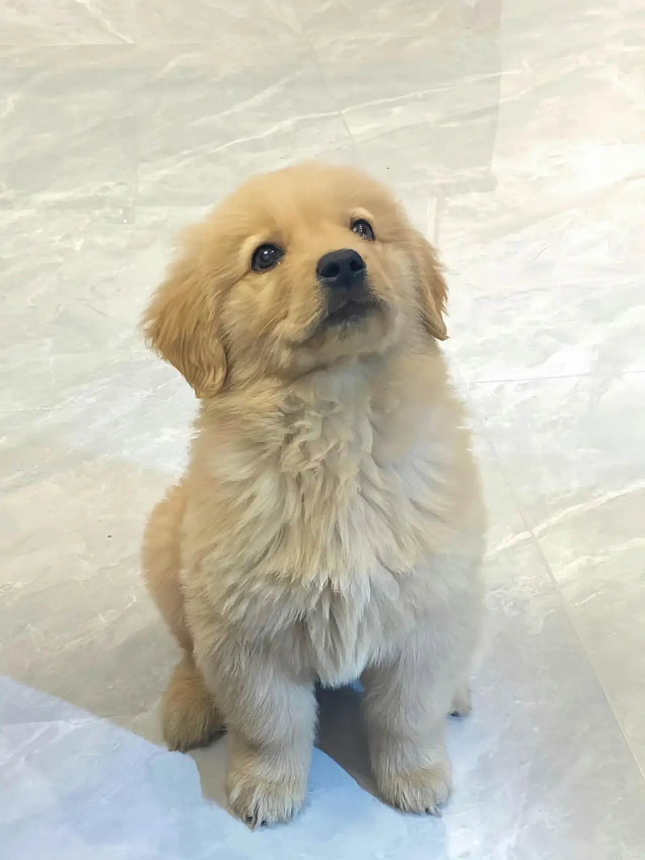 谁能拒绝一只坐的这么端正的狗勾呀～