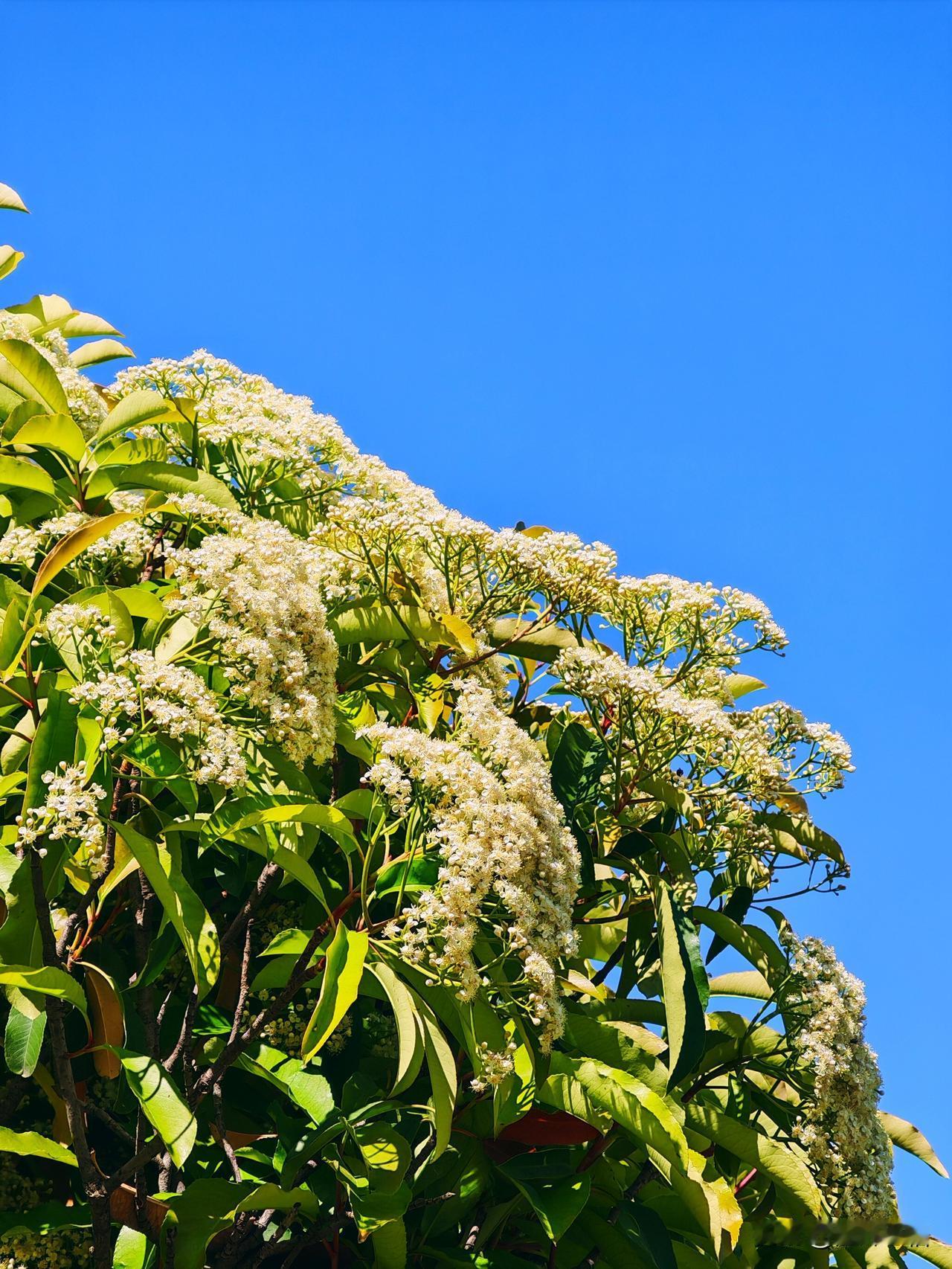 阳光洒满的白色花海，生机勃勃的绿叶，美不胜收！🌸🌿
