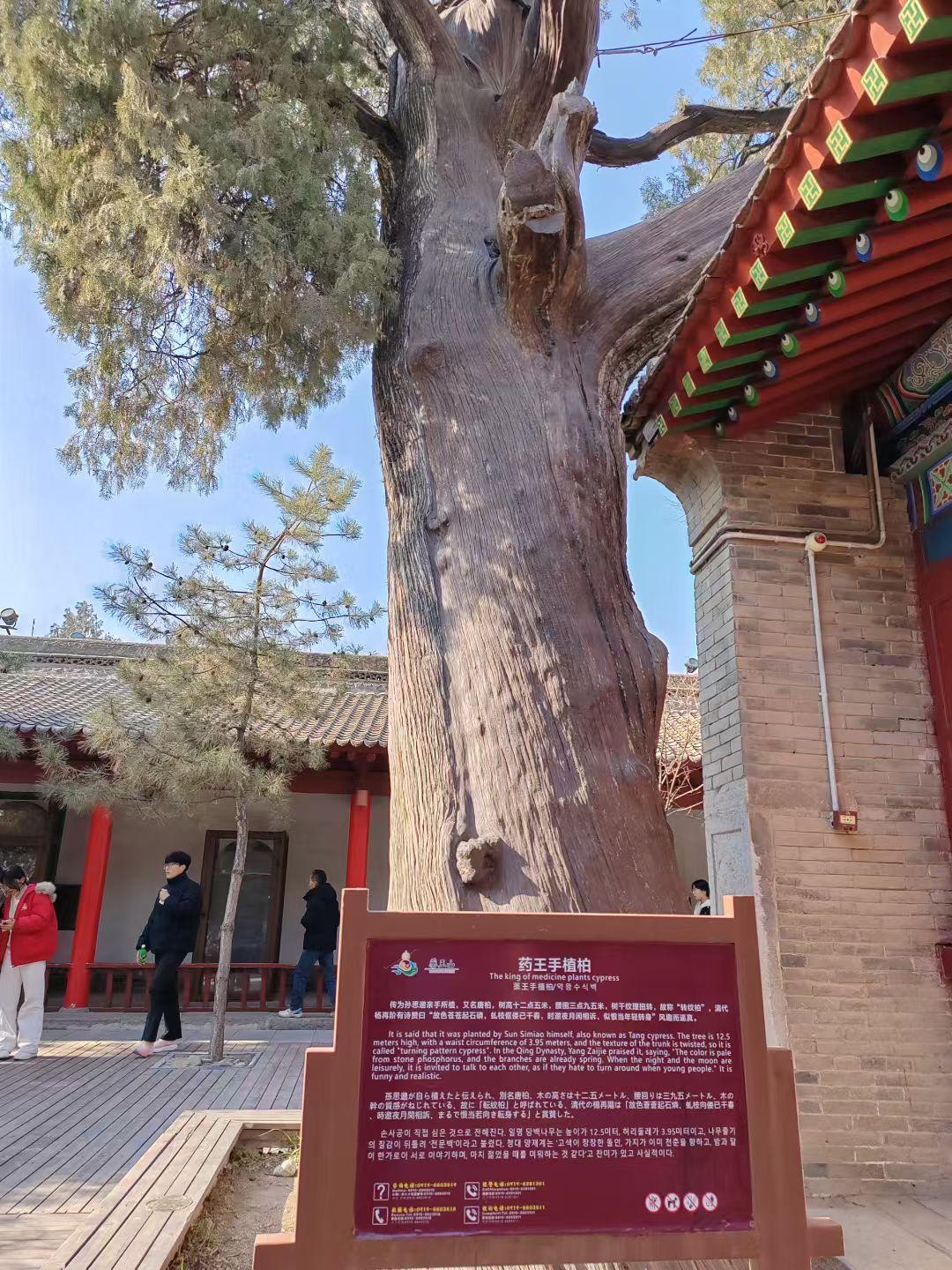 新年爱好打卡古柏把光阴长成皴裂的纹路，檐角的风掠过，抖落满树藏了千年的故事。