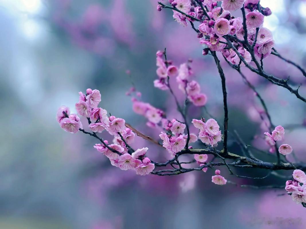 雨打梨花深闭门，孤负青春，虚负青春。赏心乐事共谁论？花下销魂，月下销魂。愁聚眉峰