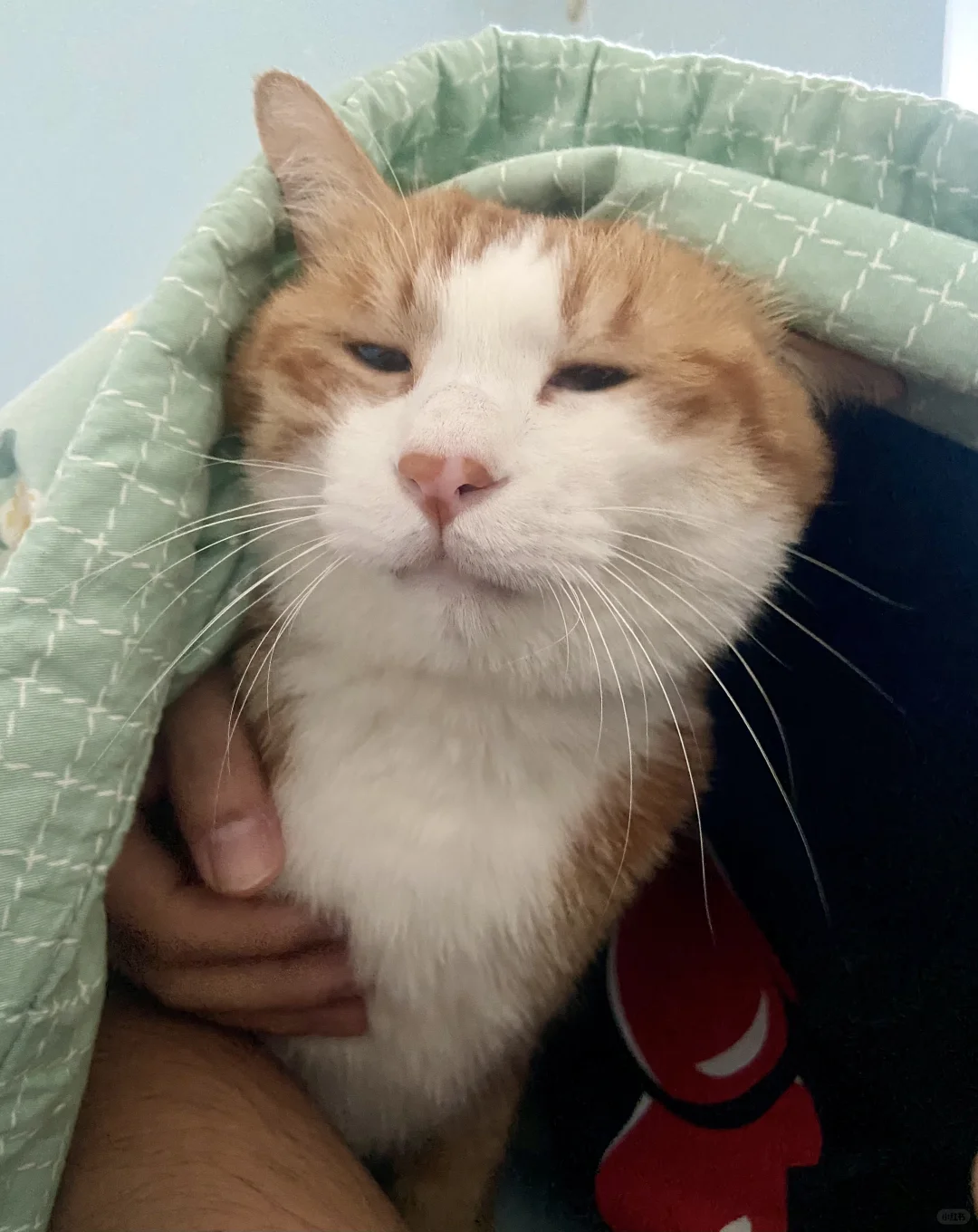猫利兰