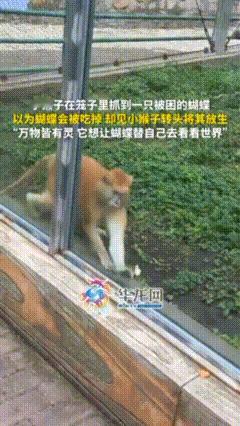 破防了！黑龙江动物园里，一位妈妈带着孩子游玩，孩子记录下了动人瞬间，笼中的小猴子
