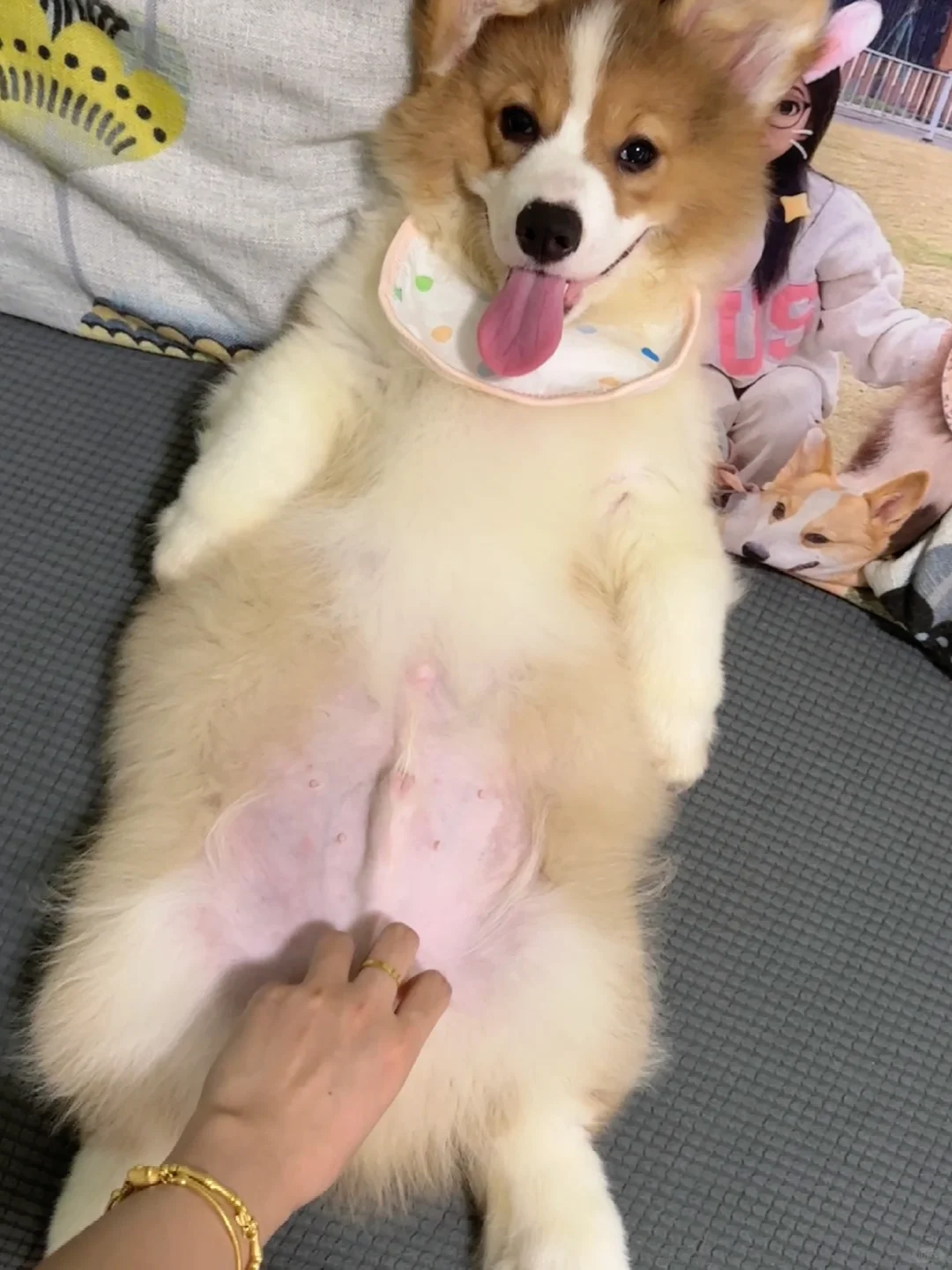 明天就要去绝育了